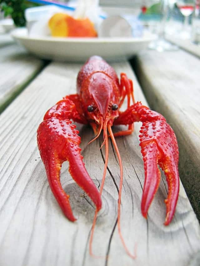 Price Chopper was found with undersized lobsters, but a supplier is taking the blame.