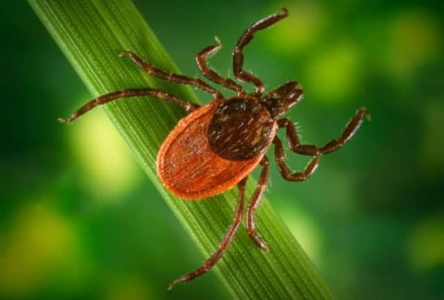 The Connecticut Department of Health is cautioning Fairfield residents to be wary of Lyme disease.