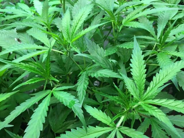 Dozens of marijuana plants like these were seized during a raid Goshen residence last week.
