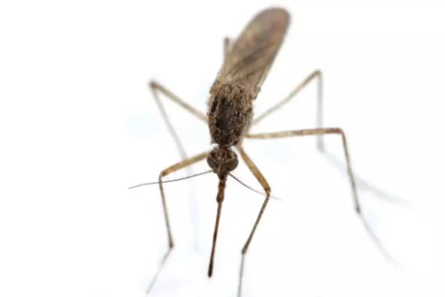 The West Nile Virus has been detected in Westchester.