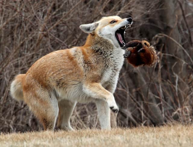 2 Experts To Discuss Coyotes Wednesday In Chappaqua.