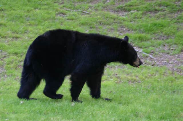 A black bear, similar to this one, was spotted in Westport Saturday.
