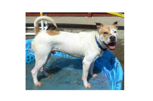 Sawyer, a pitbull mix, is among the many adoptable pets available at the Putnam Humane Society in Carmel.