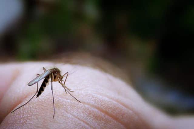 Mosquitoes carrying the West Nile Virus were discovered in East Haven.