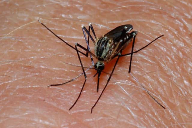 Mosquitoes in Fairfield have tested positive for the West Nile virus, the town Health Department said Tuesday.