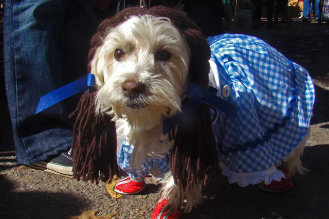 Enjoy Howl O Ween With Your Pet With Scarsdale S Central Animal Hospital Scarsdale Daily Voice