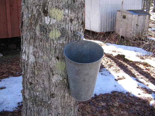 Learn about making maple syrup at Wilton's Ambler farm on Saturday, March 8.