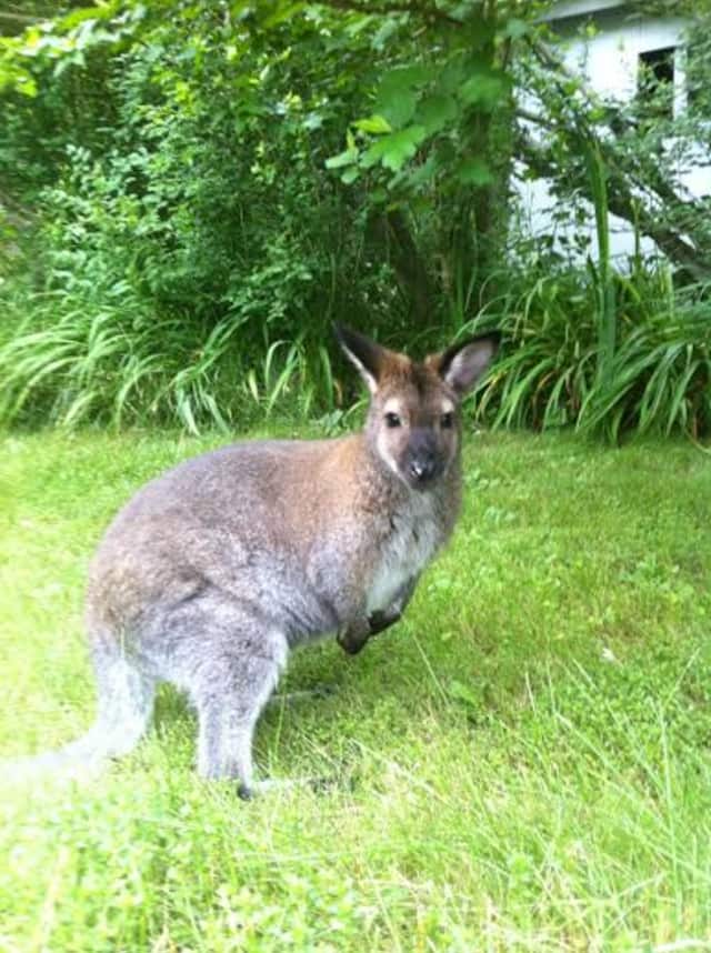 Sightings of Indy, a missing wallaby, have been reported around North Salem High School.