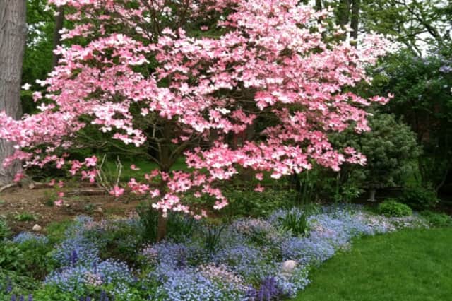 Designed by Darien landscaper Sara McCool, and a sight for sore eyes, is this delightful spring bed in bloom.