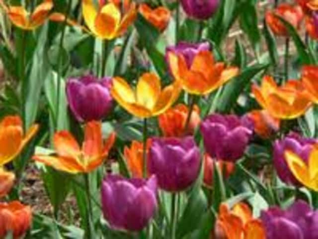 The Chappaqua Garden Club will host a plant sale on Friday, May 9, and Saturday, May 10. 