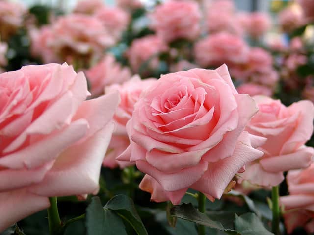Plants and Things Floral Design will distribute complimentary roses at Oakwood Cemetery and St. Francis Cemetery on Sunday, May 25. 