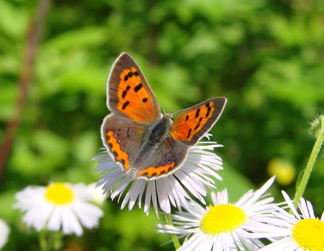 Bedford Audubon invites residents to experience the North American Butterfly Associations butterfly count.