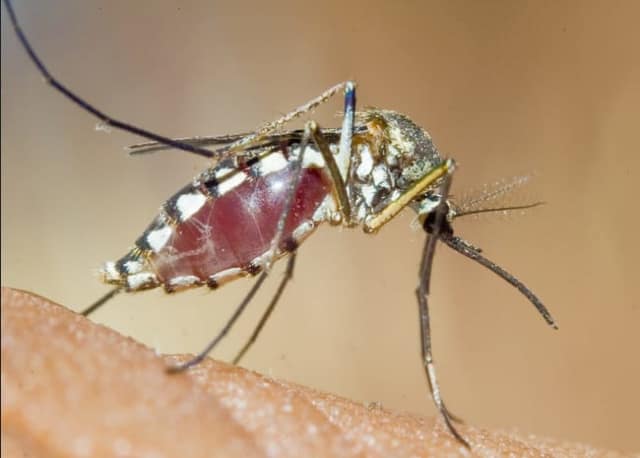More than a dozen new mosquito samples tested positive for West Nile Virus in Suffolk County.