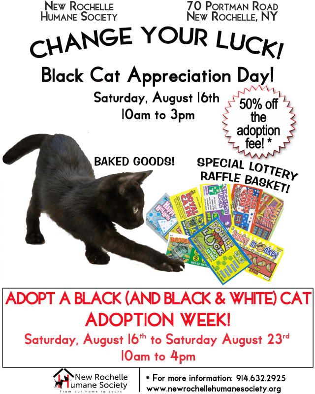 Adopt a black or black-and-white cat in honor of Black Cat Appreciation Day.