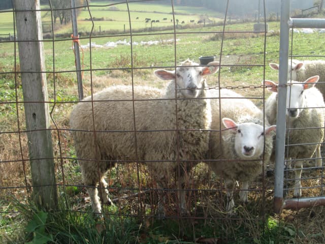 Authorities were seeking the person who shot a pair of sheep belonging to a Harding family, injuring one and killing the other.