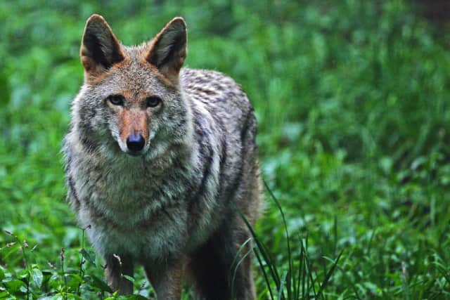 An unhealthy coyote was spotted near Newfield Elementary School in Stamford.