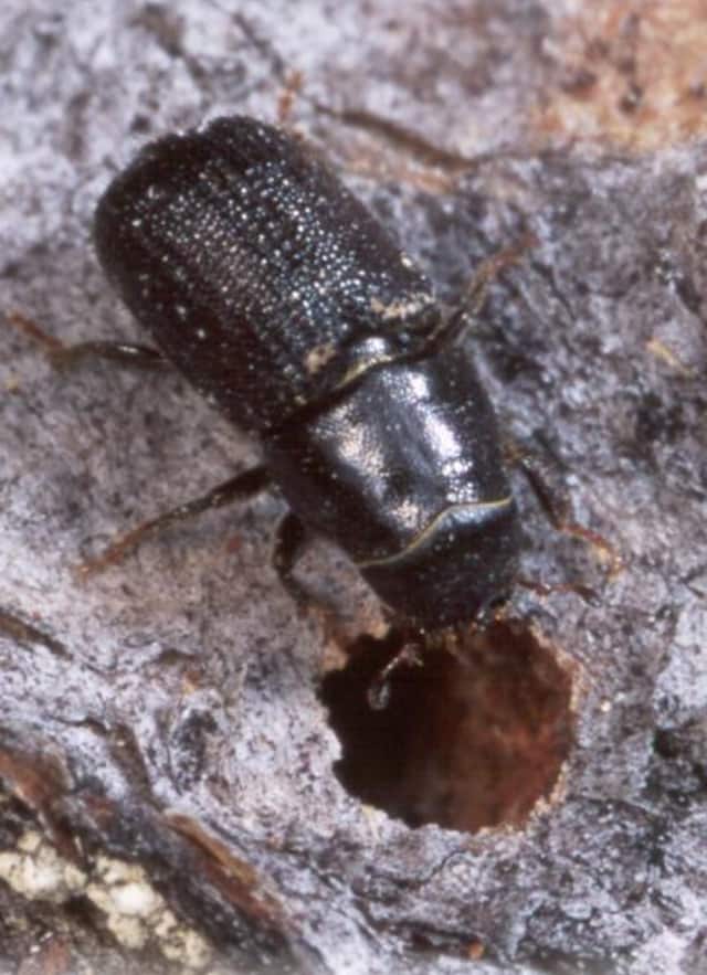 The Southern Pine Bark Beetle has been spotted in Westport.