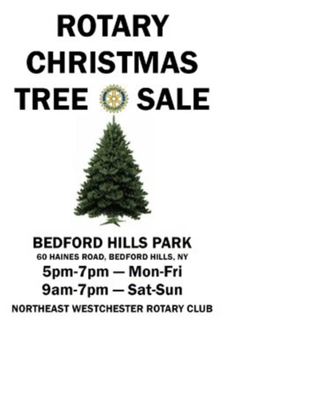 The Northeast Westchester Rotary Club's Christmas tree sale in Bedford Hills featuring fresh cut Douglas and Fraser Firs continues until Dec. 24.
