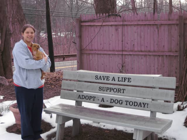 Armonk Animal Shelter Seeks Homes For, Adopt A Dog Armonk Ny
