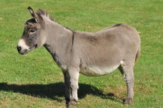 Chipper is a 20-year-old miniature donkey who lives at a home on North Wilton Road in New Canaan.