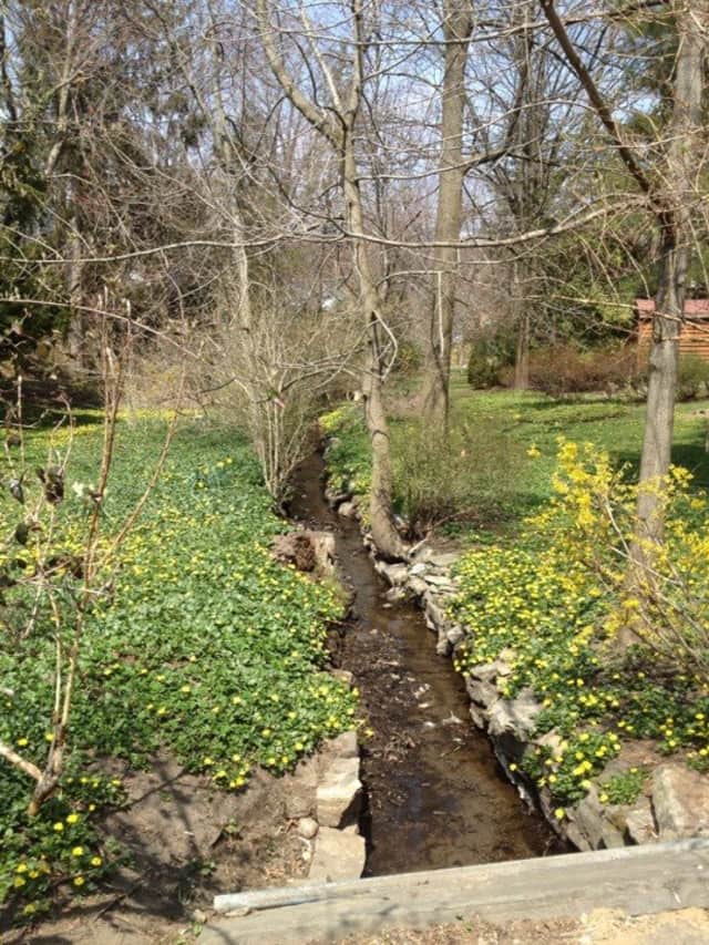 A brook near Ashley Avenue and Farragut Avenue in Hastings-on-Hudson welcomes spring.
