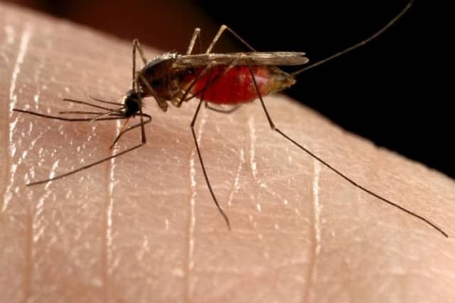 The first mosquitoes infected with West Nile virus have been found in Suffolk County.
