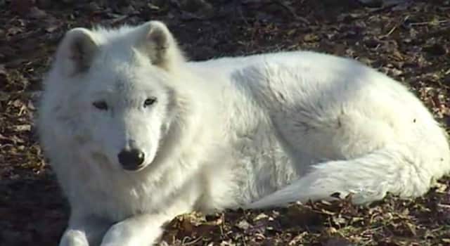The Wolf Conservation Center will offer an introduction for wolves aimed at teaching children about the lives of wolves on Saturday, Feb. 20 at the center in South Salem. Atka is one of the center's ambassadors.