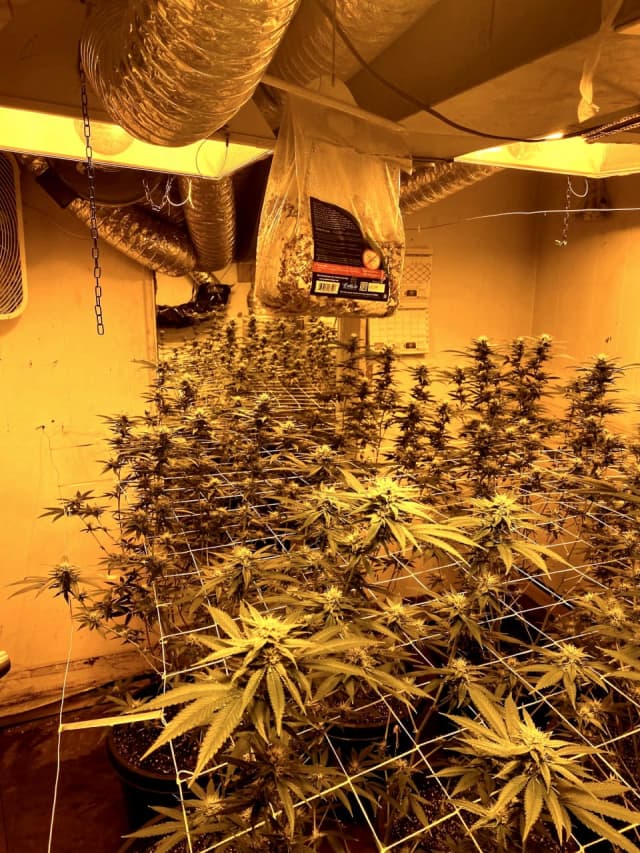 Hackensack marijuana grow house