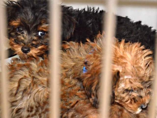 The infection is linked to pet store puppies, the CDC says.