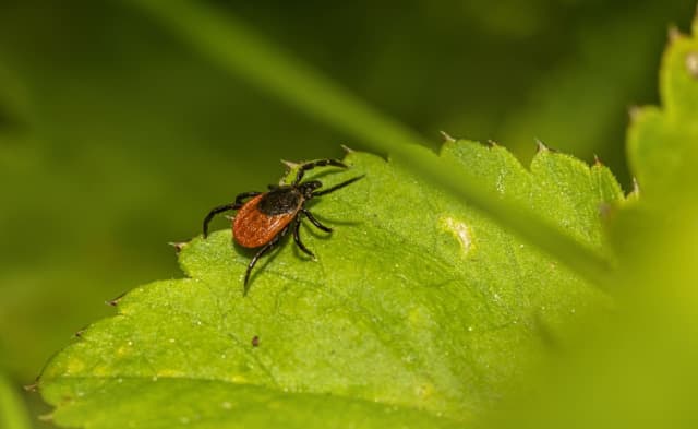Powassan virus is typically spread through the bite of an infected black-legged or deer tick, and it takes between a week and a month to develop symptoms, health officials said.