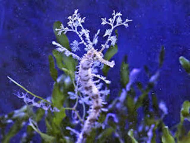 A photo of a ribboned sea dragon, which was recognized by the Association of Zoos and Aquarium