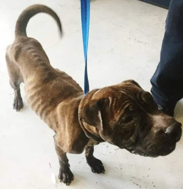 Paul Vega, of Yonkers, was arrested on animal cruelty charges for abandoning his Shar Pei-mix dog for an extended period of time.