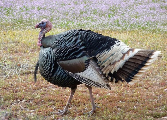 Teatown Lake Reservation will be giving a presentation about turkeys on Sunday.
