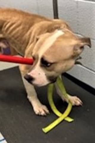 Yonkers Woman Accused Of Abusing, Neglecting, Starving Dog, SPCA Says
