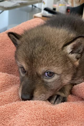 'Lost Puppy' Rescued By New England Family Turns Out To Be Baby Coyote