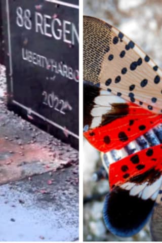 Video Captures Spotted Lanternflies Swarming Jersey City Building