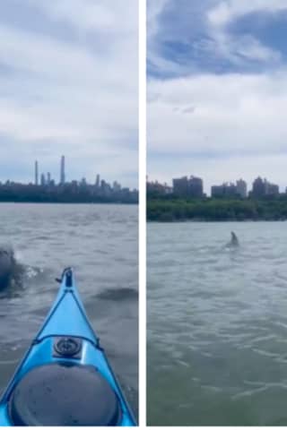 Kayaker Has Close Encounter With Dolphins In Hudson River (VIDEO)