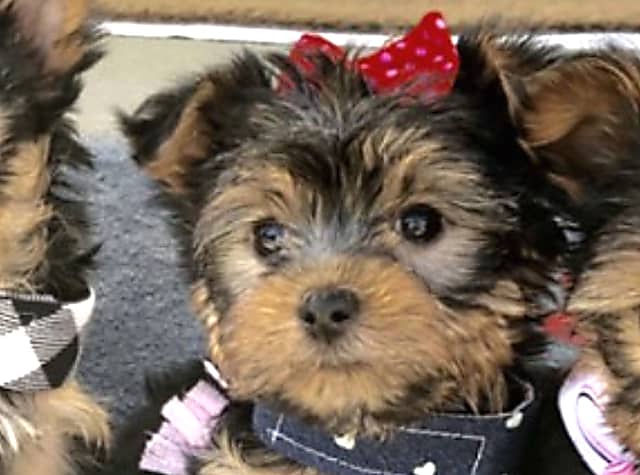 Teacup Yorkie Selling Scam Costs NJ, NY Thousands victims, See how to protect yourself
